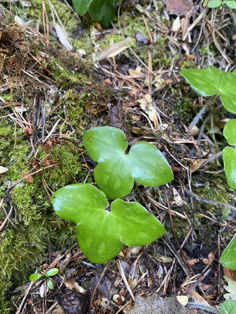 MIGRAÑAS: POSIBLES CAUSAS Y&nbsp;TRATAMIENTOS