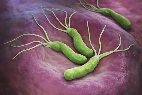 Bacteria Helicobacter Pylori